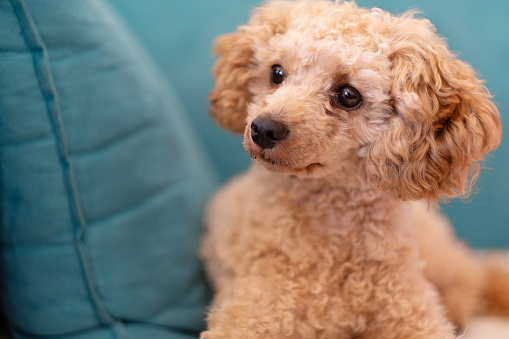 Close-up portrait of a toy poodle.