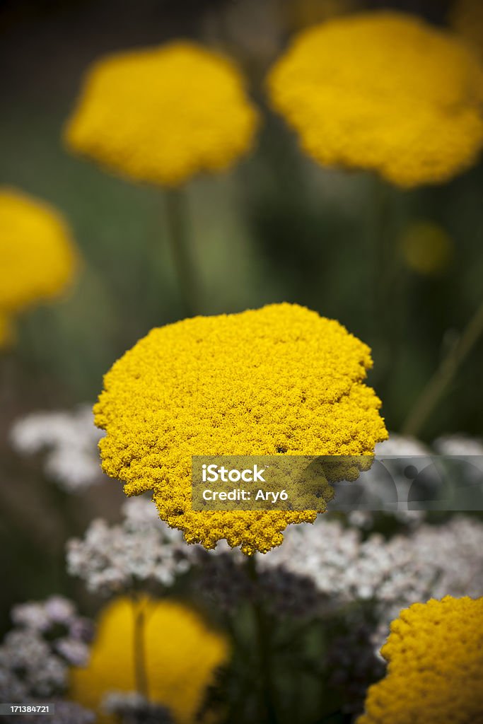 Achillea aslenifolia, Millefoglie - Foto stock royalty-free di Aiuola