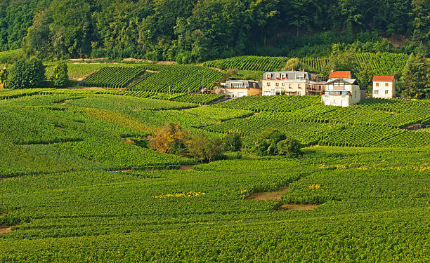 istock Champagne vineyards in Cramant 171384749