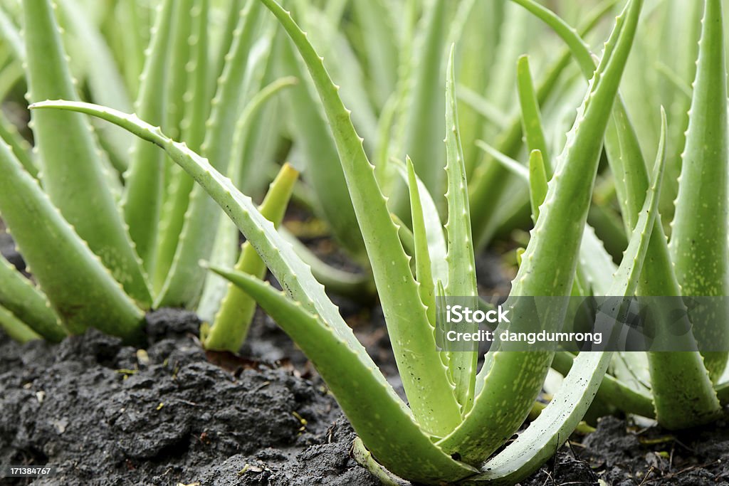 Aloe Vera la croissance de la ferme - Photo de Aloe vera libre de droits