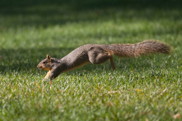 istock Grey Squirrel running through field of grass 171384772