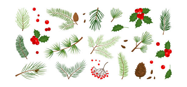 illustrations, cliparts, dessins animés et icônes de arbre de noël, sapin, pomme de pin, baie de houx, branche de feuille, gui, icône de vecteur d’hiver, ensemble de noël. illustration de la nature de vacances - christmas tree christmas holly holiday