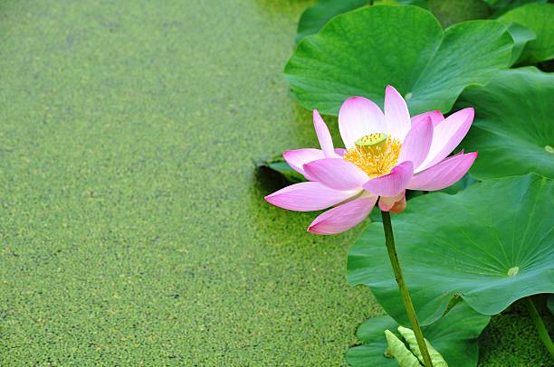 istock Pink lotus in bloom 171385335