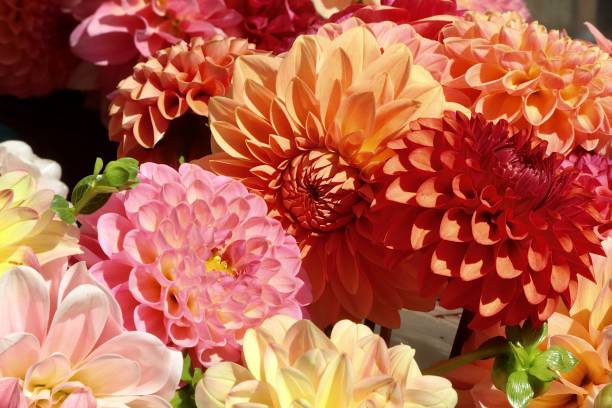 istock Dahlia's For Sale 1713854268