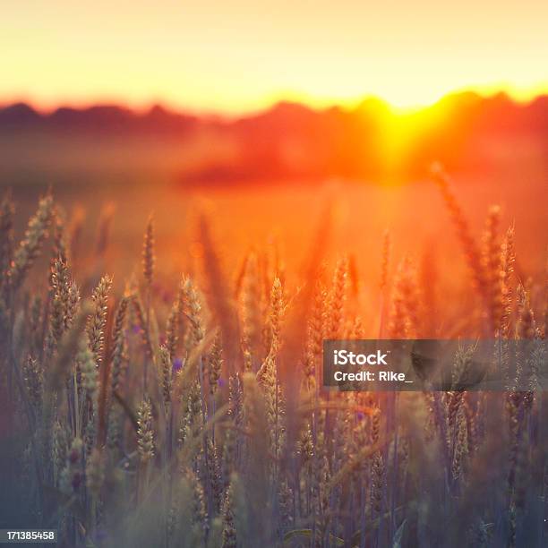 Sonnenuntergang In Grainfield Stockfoto und mehr Bilder von Gerste - Gerste, Kornblume, Land Brandenburg