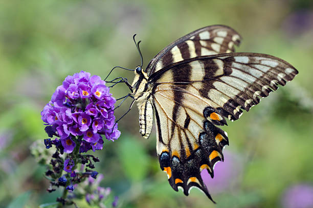 istock Eastern Yellow Swallowtail Butterfly 171385489
