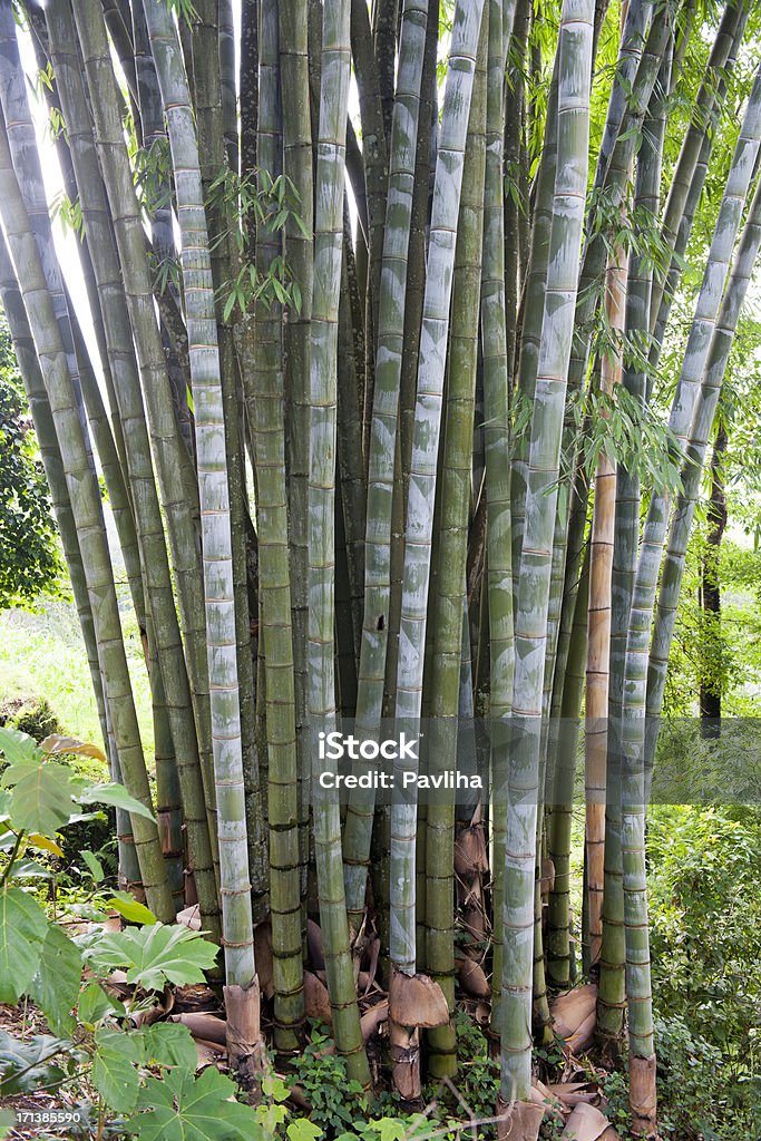巨大竹の Rumtek シッキムインド - アジア大陸のロイヤリティフリーストックフォト