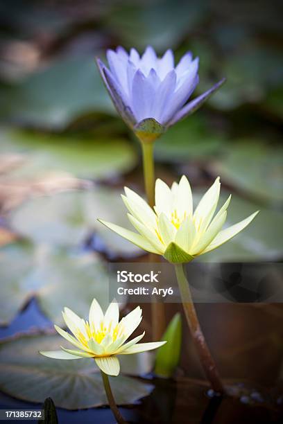 Ninfea Fiore Messa A Fuoco Differenziale - Fotografie stock e altre immagini di Aiuola - Aiuola, Ambientazione esterna, Bellezza naturale