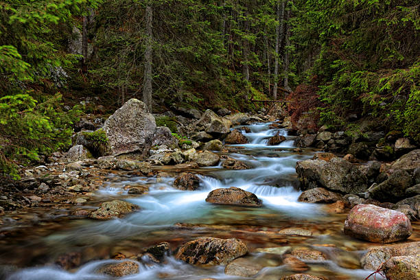 wodospad w lesie - tennessee waterfall stream forest zdjęcia i obrazy z banku zdjęć