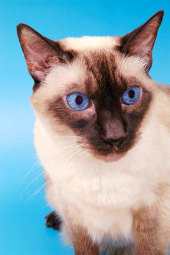 Close up of Bodacious--a chocolate point, Balinese cat with hypnotic blue eyes.