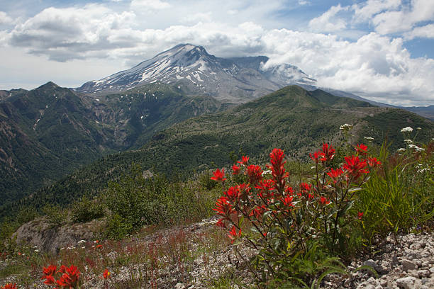 istock Flowers and Mount St. Helens National Volcanic Monument 171385827
