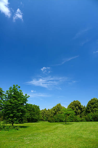 paisaje de verano - clear sky nobody blade of grass summer fotografías e imágenes de stock