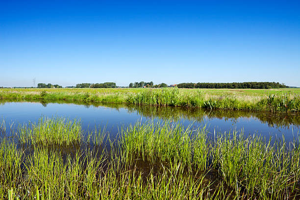 istock Typical Dutch polder landscape on a clear day 171385979