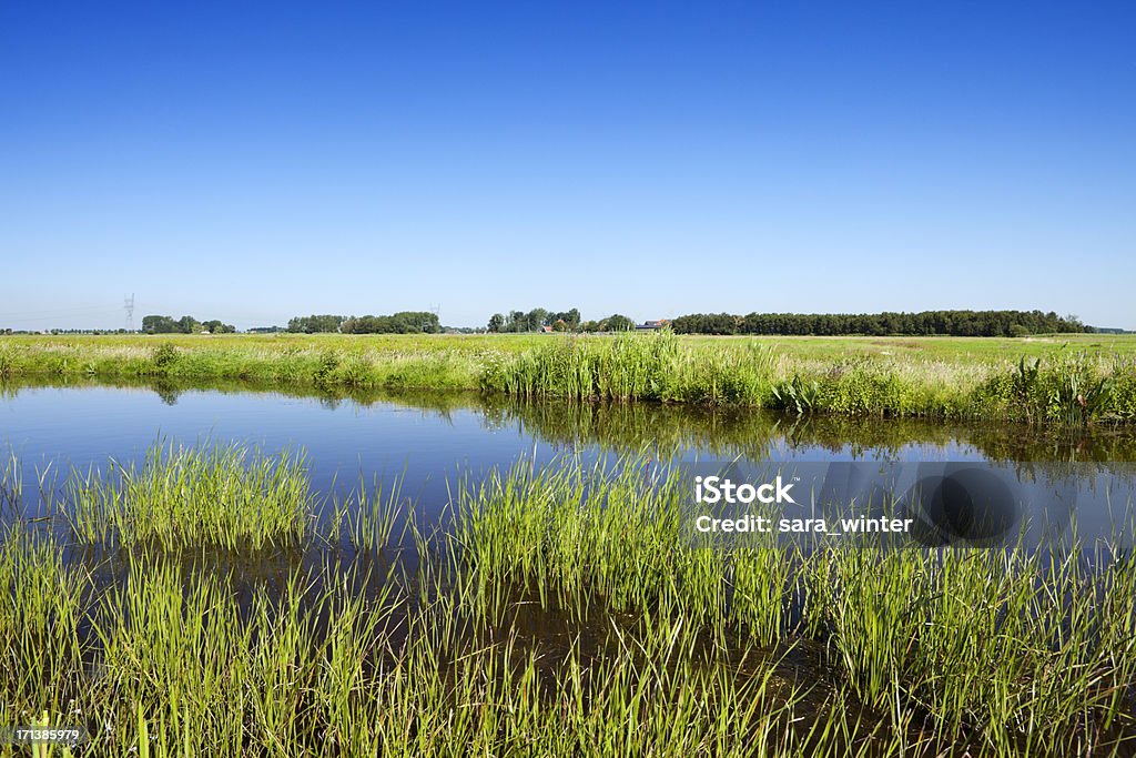 Paisagem típica holandesa polders, em um dia claro - Foto de stock de Agricultura royalty-free