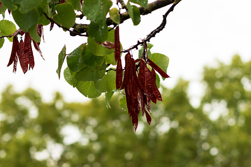 Raindrops on wet foliage and dead seed pods with out of focus vegetation in the background and a pale, cloudy sky overhead. Selective focus with main focus on seed pods. The tree is Cercis siliquastrum, commonly known as the Judas tree.