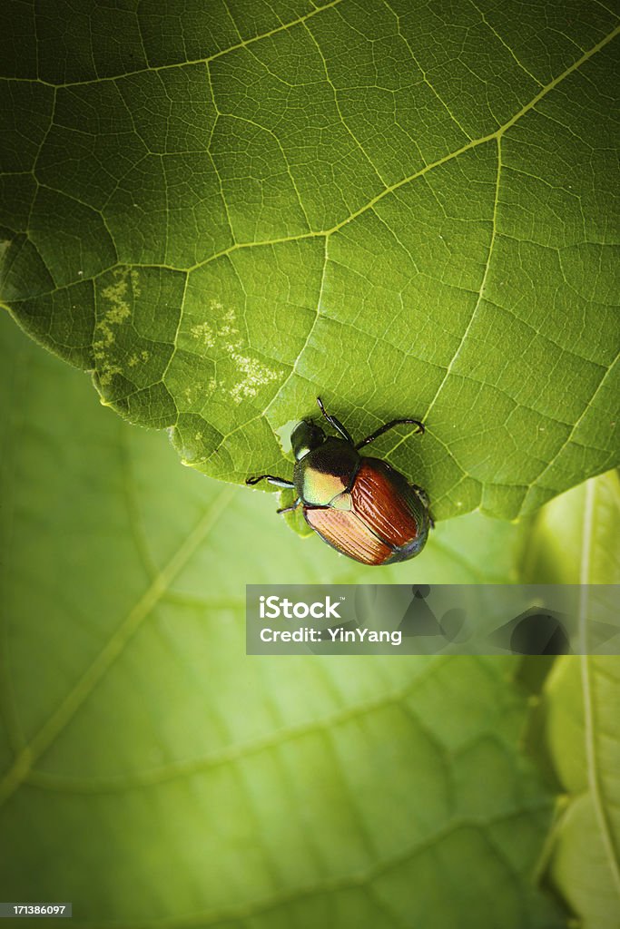 Scarabeo giapponese insetti mangia, insetti nocivi giardino Pianta con foglie d'uva - Foto stock royalty-free di Aiuola