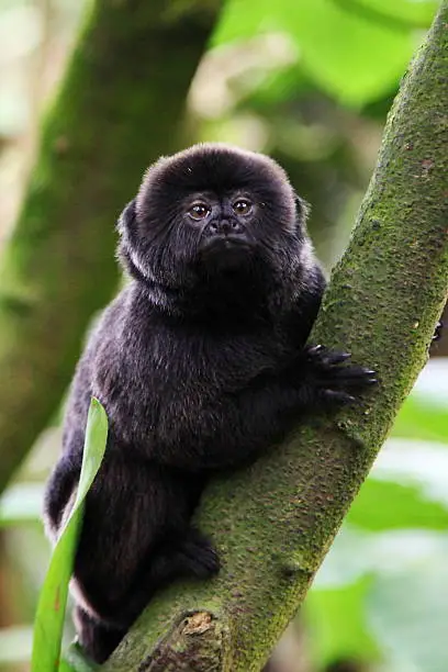 Goeldi's marmoset or Goeldi's monkey (Callimico goeldii) is a small South American monkey.
