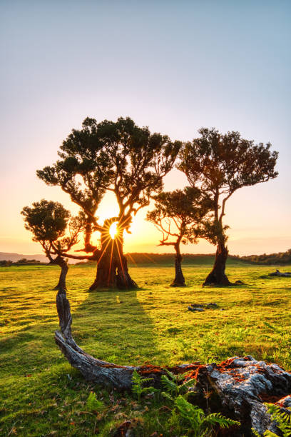istock Majectic Trees During Sunset in the Fanal Forest, Madeira 1713867442