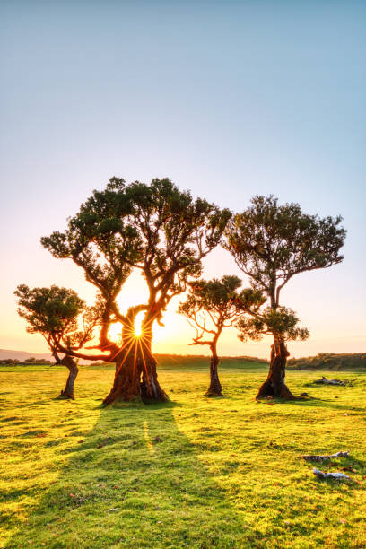 istock Majectic Trees During Sunset in the Fanal Forest, Madeira 1713867443