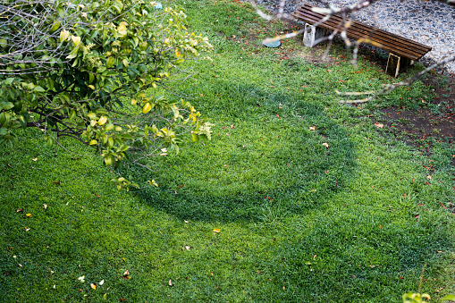 Super clear fairy ring on a grass lawn viewed from above. These rings are formed when a fungus (a Basidiomycete) grows from a central point in a circular form and just behind the leading edge of the circular colony, growth of the grass is stimulated resulting in a dark green ring of lush grass that is a contrast to the more pale green of the normal growth. When soil moisture and temperature are at suitable levels, fruiting structures (mushrooms or toadstools) will sprout overnight at the periphery of the circle.