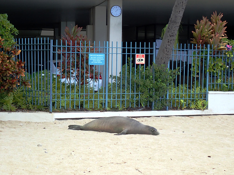 Honolulu - July 11, 2020: Monk Seal Basking in the sun on Kaimana Beach next to gated parking lot on Oahu, Hawaii.