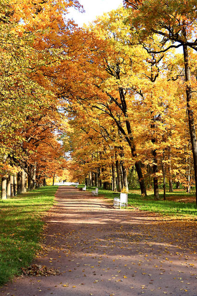 istock Autumn park in October on a sunny day, path with red maple leaves and oaks, background. Beautiful bright natural landscape in the park, seasons, golden autumn season, invitation to walk, 1713894200