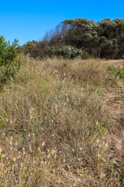 istock coastal landscape with grasses in sand dunes 1713894745
