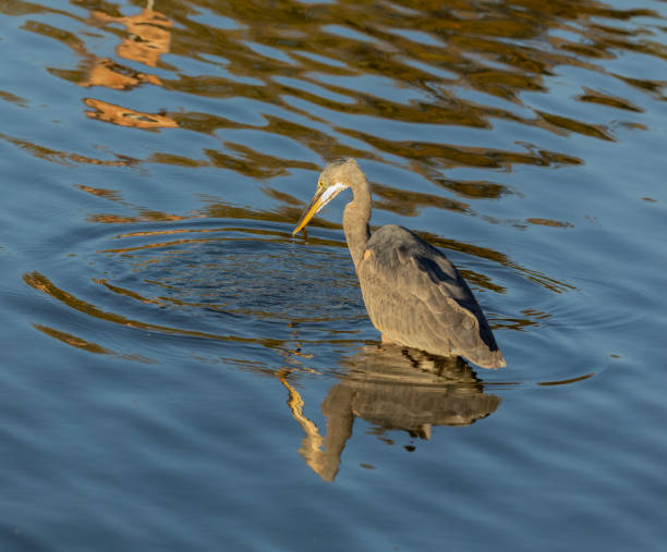 istock Great Blue Heron, Ardea herodias, with a fish 1713898554