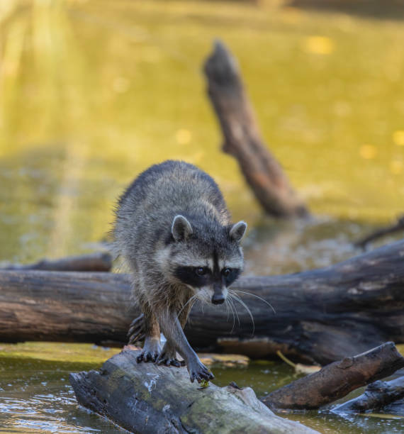 Raccoon, aka Racoon, aka Common Raccoon, Procyon lotor, walking along a fallen tree trunk in Stanley Park, Vancouver, BC, Canada
