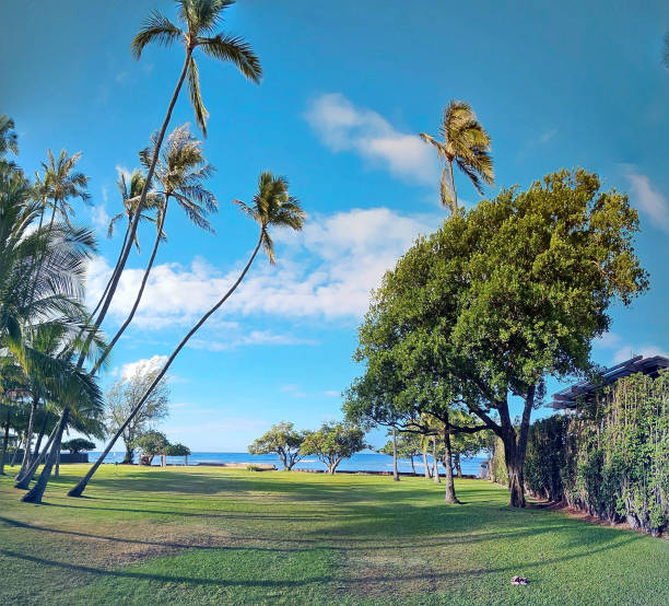 istock Coconut Trees and Ocean Views at Leahi Beach Park 1713908407