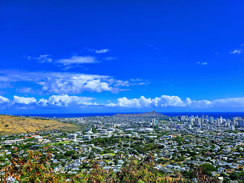 Diamondhead and the city of Honolulu, Kaimuki, Kahala, and oceanscape on Oahu on a nice day at dusk viewed from high in the mountains with tall trees in the foreground.