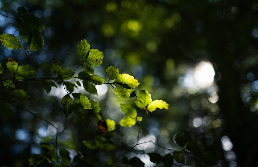 green leaves background in the forest with sunbeams and lens flare. Shallow depth of field