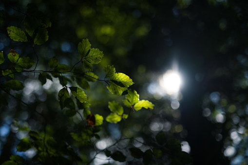 green leaves background in the forest with sunbeams and lens flare. Shallow depth of field