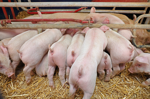 Pigglets Suckling Sow in Farrowing Pen at Modern Pig Farm