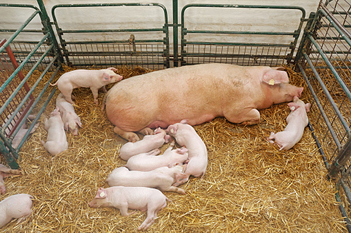 Pigglets and Sow Laying Down in Pen at Pig Farm