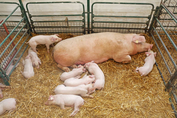 Pig Sty Farm Pigglets and Sow Laying Down in Pen at Pig Farm sow pig stock pictures, royalty-free photos & images