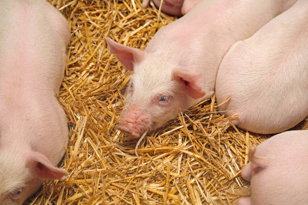 istock Small Piglet at Farm 1713925123