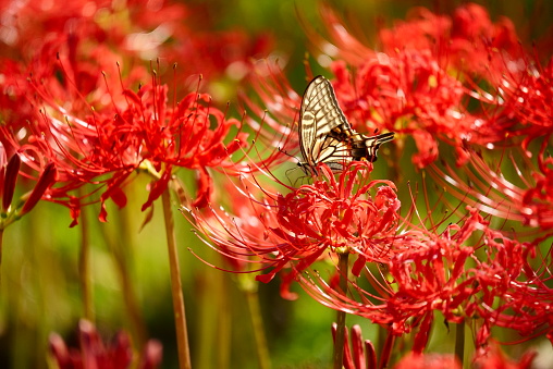 Yellow swallowtail sucking nectar from cluster amaryllis