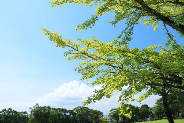istock Ginkgo leaves against the blue sky 1713941752