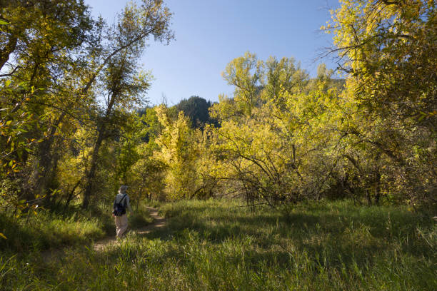 istock Hiker walks on autumn forest trail Colorado Front Range mountains 1713965623