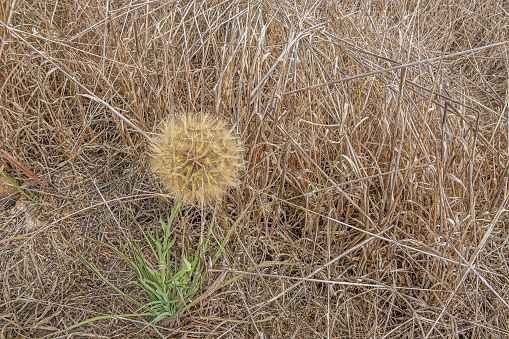 Santa Cruz Island, CA, USA - September 14, 2023: Set between brown dried grasses, green Malacothri, dandelion plant, with full seed head of yellow colored floaters, closeup