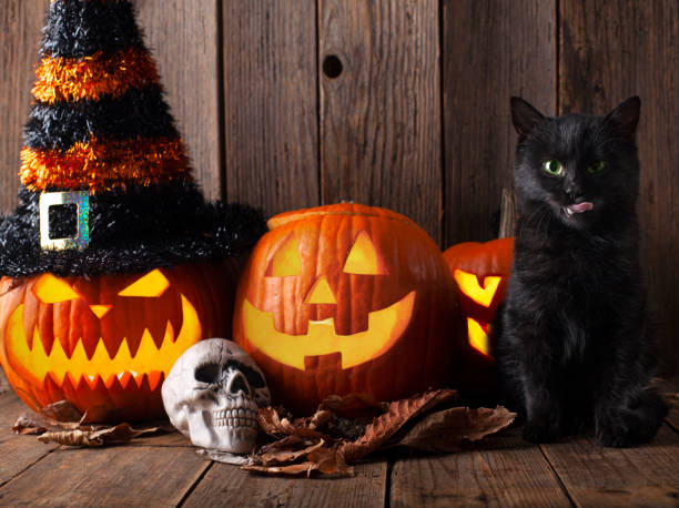 Black cat with pumpkins as a symbol of Halloween stock photo