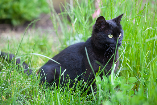 Beautiful black cat with green eyes sits on a meadow grass, walks in the open air