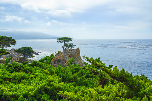 Monterey Bay, California, USA - October 31, 2022. The Lone Cypress is an iconic tree that stands on top of a granite outcropping in Pebble Beach, between Pacific Grove and Carmel-by-the-Sea