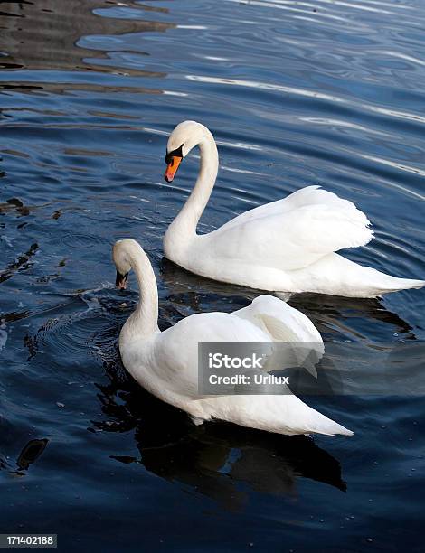 Schwäne Auf Einem Ruhigen See Stockfoto und mehr Bilder von Auf dem Wasser treiben - Auf dem Wasser treiben, Beschaulichkeit, Blau