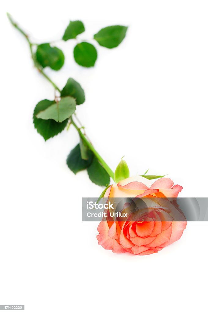 Isolado rose - Foto de stock de Beleza royalty-free