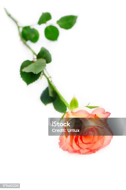 Foto de Isolado Rose e mais fotos de stock de Beleza - Beleza, Botão - Estágio de flora, Caule