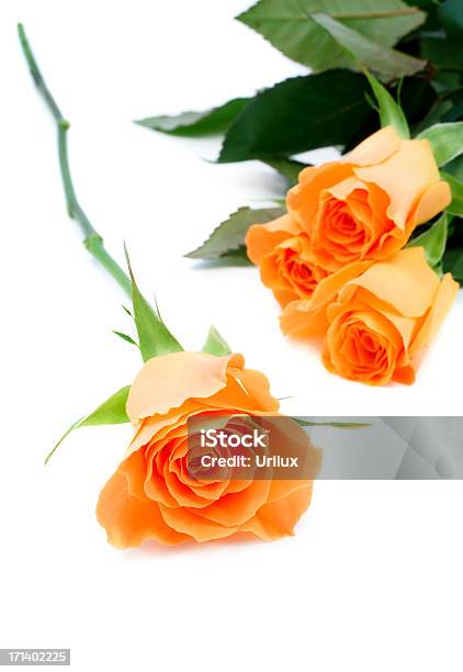 Foto de Isolado Rosas e mais fotos de stock de Botânica - Assunto - Botânica - Assunto, Botão - Estágio de flora, Caule