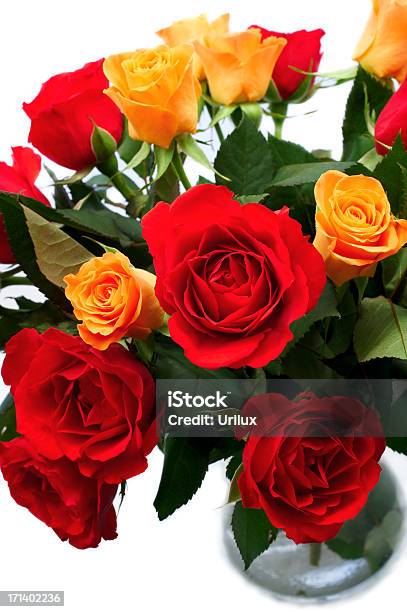 Isoliert Rosen Stockfoto und mehr Bilder von Blume - Blume, Blütenblatt, Bunt - Farbton