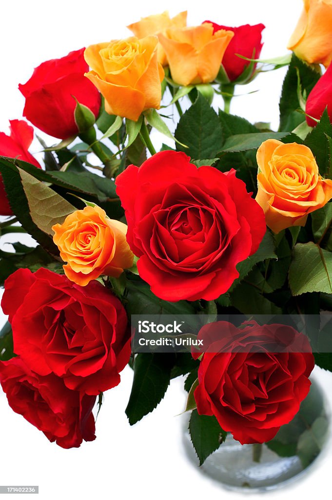 Pusta róż - Zbiór zdjęć royalty-free (Bez ludzi)
